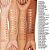 Base Sérum Facial Even Better Clinical™ FPS 20 - Clinique - Imagem 3