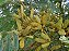 Bracatinga - Mimosa scabrella - sementes - Imagem 5