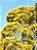 Bracatinga - Mimosa scabrella - sementes - Imagem 2