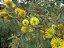 Bracatinga - Mimosa scabrella - sementes - Imagem 1