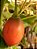 Tomate de Árvore, Tamarillo - 25 sementes - Imagem 1