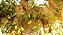 Chuchu-de-vento – Cyclanthera pedata - 18  sementes - Imagem 3