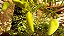Chuchu-de-vento – Cyclanthera pedata - 18  sementes - Imagem 2