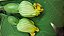 Gila - Cucurbita ficifolia - 10 sementes - Imagem 2