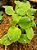 Gila - Cucurbita ficifolia - 10 sementes - Imagem 5