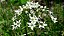 Alho Nirá - Allium tuberosum - Imagem 5