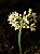 Alho Nirá - Allium tuberosum - Rizomas - Imagem 2