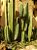 Cactus San Pedro - 1 estaca - Imagem 1