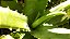Babosa - Aloe Vera - 1 muda raiz nua - Imagem 1