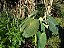 Inhame Verde - Inhame Manteiga - 4 rizomas - Imagem 1