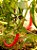 Pimenta de Cayenne - 25 sementes - Imagem 1