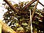 Feijão Lablab Roxo-  Lablab purpureus - 8 sementes - Imagem 1