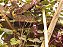 Feijão Lablab Roxo-  Lablab purpureus - 8 sementes - Imagem 2