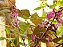 Feijão Lablab Roxo-  Lablab purpureus - 8 sementes - Imagem 4