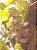 Feijão Lablab Roxo-  Lablab purpureus - 8 sementes - Imagem 3