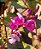 Feijão Lablab Roxo-  Lablab purpureus - 15 sementes - Imagem 1