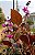 Feijão Lablab Roxo-  Lablab purpureus - 15 sementes - Imagem 8