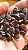 Feijão Lablab Roxo-  Lablab purpureus - 15 sementes - Imagem 3