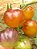 Tomate Bolinha de Ouro - 30 sementes - Imagem 5