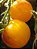 Tomate Bolinha de Ouro - 30 sementes - Imagem 3
