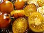 Tomate Bolinha de Ouro - 30 sementes - Imagem 1