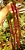 Vagem de Metro Vermelha - Vigna unguiculata subsp. sesquipedalis - 15 sementes - Imagem 3