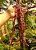 Vagem de Metro Vermelha - Vigna unguiculata subsp. sesquipedalis - 15 sementes - Imagem 1