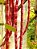 Vagem de Metro Vermelha - Vigna unguiculata subsp. sesquipedalis - 15 sementes - Imagem 4