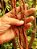 Vagem de Metro Vermelha - Vigna unguiculata subsp. sesquipedalis - 15 sementes - Imagem 5