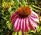 Equinácea ou Flor-de-Cone-Roxa - 25 sementes - Imagem 2