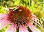 Equinácea ou Flor-de-Cone-Roxa - 25 sementes - Imagem 1
