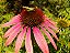 Equinácea ou Flor-de-Cone-Roxa - 25 sementes - Imagem 5
