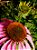 Equinácea ou Flor-de-Cone-Roxa - 25 sementes - Imagem 3