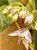Melão Andino - Solanum muricatum - Imagem 2