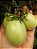 Melão Andino - Solanum muricatum - Imagem 3