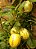 Melão Andino - Solanum muricatum - Imagem 1