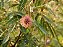 Bracatinga-de-Campo-Mourão - Mimosa flocculosa - 50 sementes - Imagem 4