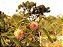 Bracatinga-de-Campo-Mourão - Mimosa flocculosa - 50 sementes - Imagem 2