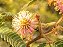 Bracatinga-de-Campo-Mourão - Mimosa flocculosa - 50 sementes - Imagem 3
