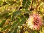 Bracatinga-de-Campo-Mourão - Mimosa flocculosa - 50 sementes - Imagem 1