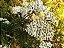 Mil-Folhas - Achillea millefolium - 2 mudas raiz nua - Imagem 2