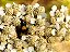 Mil-Folhas - Achillea millefolium - 2 mudas raiz nua - Imagem 4
