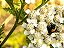 Mil-Folhas - Achillea millefolium - 2 mudas raiz nua - Imagem 3