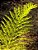 Mil-Folhas - Achillea millefolium - 2 mudas raiz nua - Imagem 1