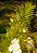 Mil-Folhas - Achillea millefolium - 2 mudas raiz nua - Imagem 5