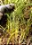 Cebolinha Crioula Graúda (Cebolete) - Allium schoenoprasum - bulbos - Imagem 5