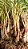 Cebolinha Crioula Graúda (Cebolete) - Allium schoenoprasum - bulbos - Imagem 6