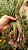 Cebolinha Crioula Graúda (Cebolete) - Allium schoenoprasum - bulbos - Imagem 3