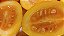 Tomatinho do Mato - Solanum diploconos - Sementes - Imagem 1