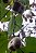 Cará-do-ar - Dioscorea bulbifera - Imagem 2